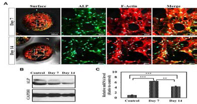 과립 내 Rat BMSC 배양 7, 14일 후 ALP 발현 평가