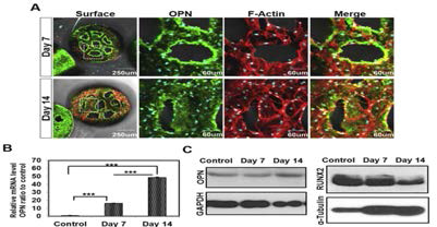 과립 내 Rat BMSC 배양 7, 14일 후 OPN 발현 평가