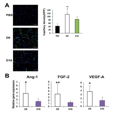 혈관세포로 배양 유도한 지방 유래 중간엽 줄기세포의 생체내 모세혈관 생성 능력 (A) 및 혈관생성 인자 발현 비교 분석 (B)