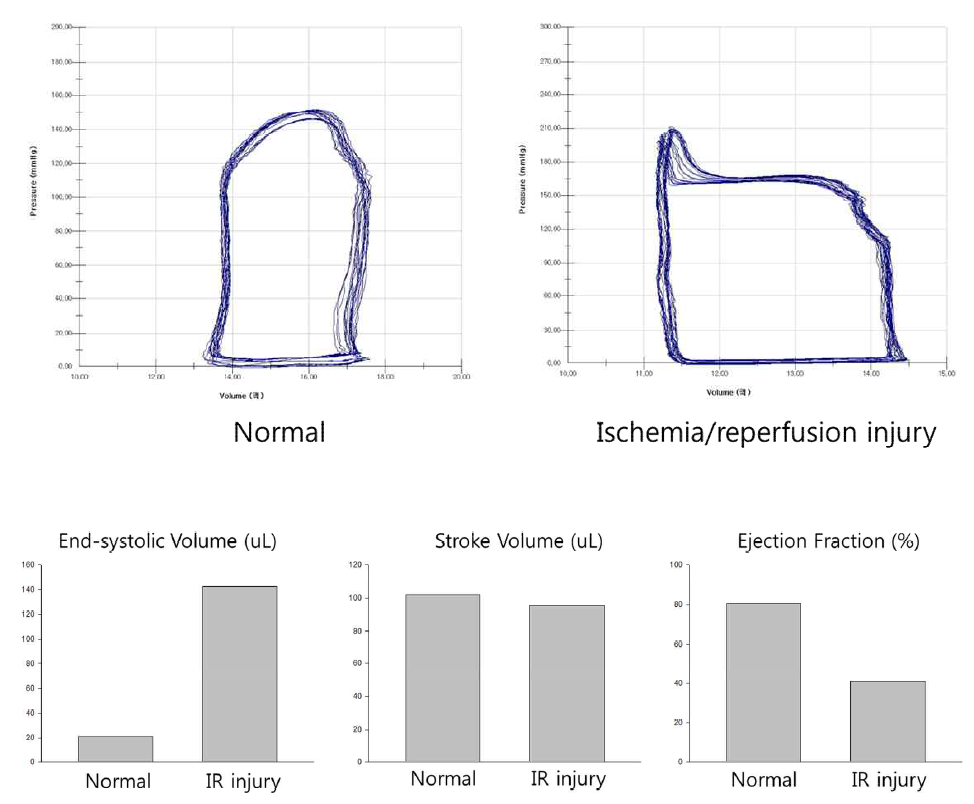 정상 심장과 심근경색 유도 모델의 심장기능 평가 비교 분석