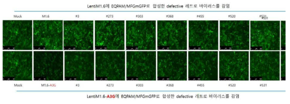 APOBEC3G에의한 레트로바이러스 감염저해 확인(LentiM1.4 backbone. Exp.1)