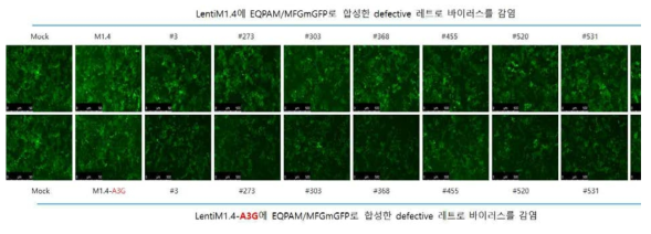 APOBEC3G에의한 레트로바이러스 감염저해 확인(LentiEF1.6 backbone, Exp.1)