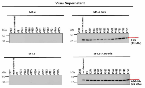 그림18의 바이러스 sup.에서 APOBEC3G 발현확인