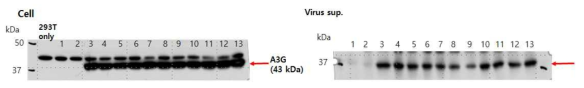 그림21의 cell lysate 및 바이러스 sup.에서 APOBEC3G 발현확인