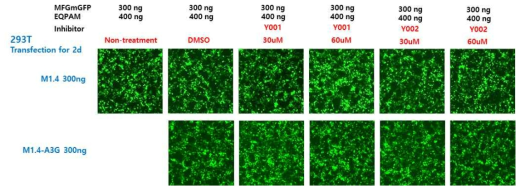 A3G inhibitor(Y001, Y002) 처리 후 형질도입 효율 확인