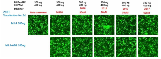A3G inhibitor(2016, 2017) 처리 후 형질도입 효율 확인