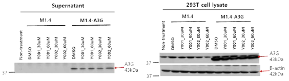 A3G inhibitor(Y001, Y002) 처리 후 A3G 발현확인