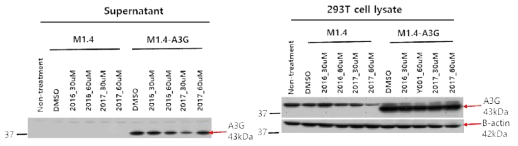 A3G inhibitor(2016, 2017) 처리 후 A3G 발현확인