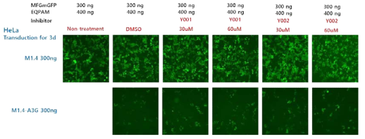 A3G inhibitor(Y001, Y002)에 의한 RRV 감염 저해 개선 확인