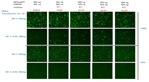 A3G inhibitor(841, 842)에 의한 RRV 감염 저해 개선 확인