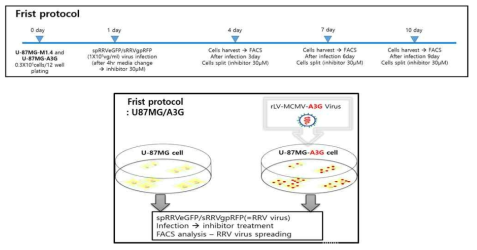 U87MG를 이용한 A3G 저해제 검증 시스템 scheme