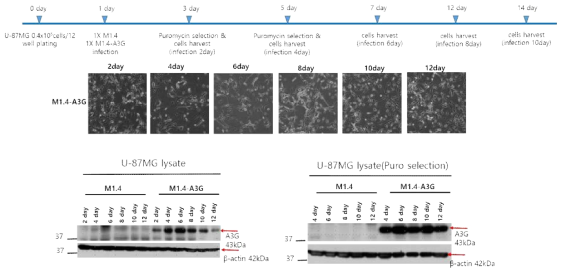 A3G 발현 U-87MG 세포주 구축