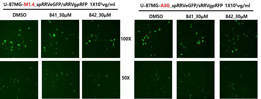 U-87MG/M1.4와 U-87MG/A3G에서 A3G inhibitor에 의한 RRV 감염 개선 확인