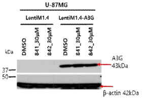 U-87MG/A3G에 A3G inhibitor 처리 후 A3G 발현 확인