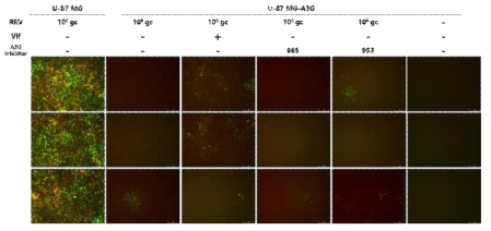 낮은 바이러스역가인 106 gc의 spRRVenvCMVGFP/sRRVgpCMVRFP를 U-87 MG, U-87 MG-A3G, 그리고 U-87 MG-A3G-Vif에 감염 후 12일차 바이러스 전파 효율