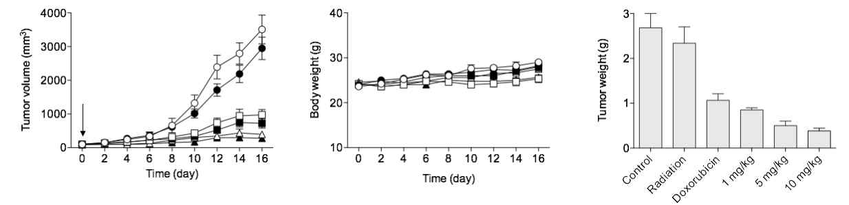EMC-DEVD-DOX와 방사선치료 병용 시 SCC7 allograft 모델에서의 항암효능 및 몸무게 변화 추이