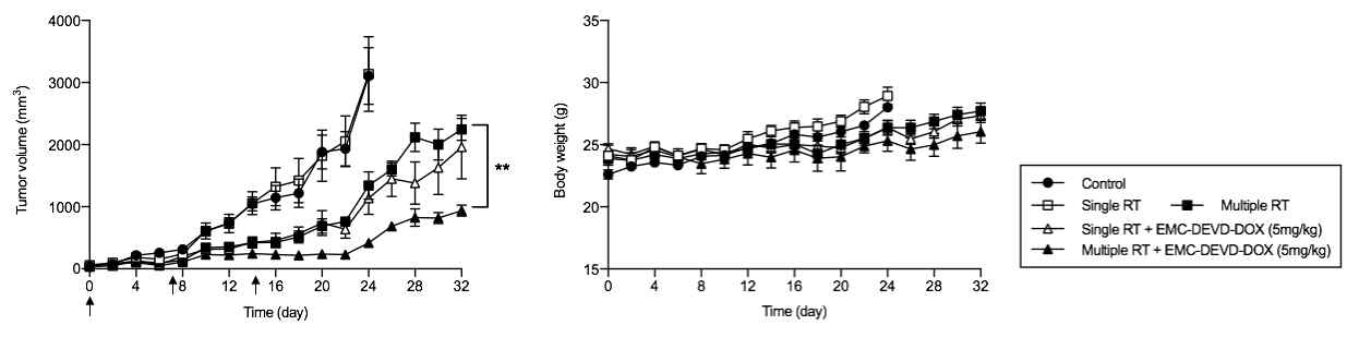 EMC-DEVD-DOX와 방사선치료 병용 시 MDA-MB-231 xenograft 모델에서의 항암효능 및 몸무게 변화 추이