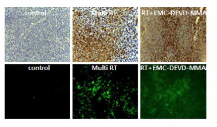 EMC-DEVD-MMAE와 방사선치료 병용 시 MDA-MB-231 xenograft 모델에서의 caspase3의 발현 정도와 apoptosis변화