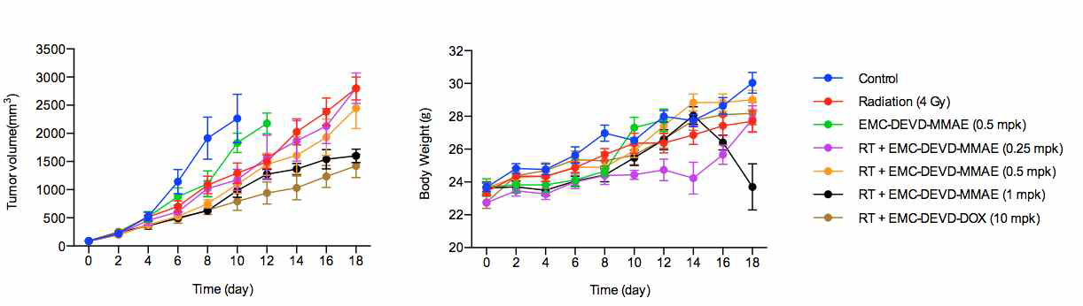 EMC-DEVD-MMAE와 방사선치료 병용 시 SCC7 allograft 모델에서의 항암효능 및 몸무게 변화 추이