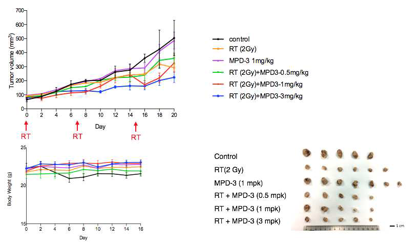 EMC-DEVD-DCX와 저용량의 방사선치료 병용 시 MDA-MB-231 xenograft 모델에서의 항암효능 및 몸무게 변화 추이
