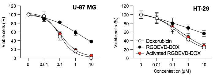 U87MG, HT29에서의 RGDEVD-DOX의 caspase에 의한 활성화 전후 세포독성 활성