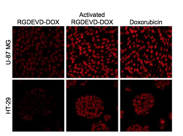 U87MG, HT29에서의 RGDEVD-DOX의 caspase에 의한 활성화 전후 세포내로의 유입