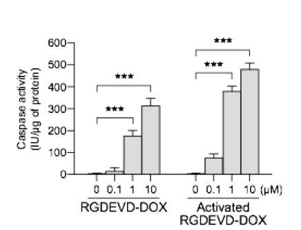 U87MG 에서의 RGDEVD-DOX의 caspase에 의한 활성화 전후 세포 내 caspase-3 발현 유도 평가