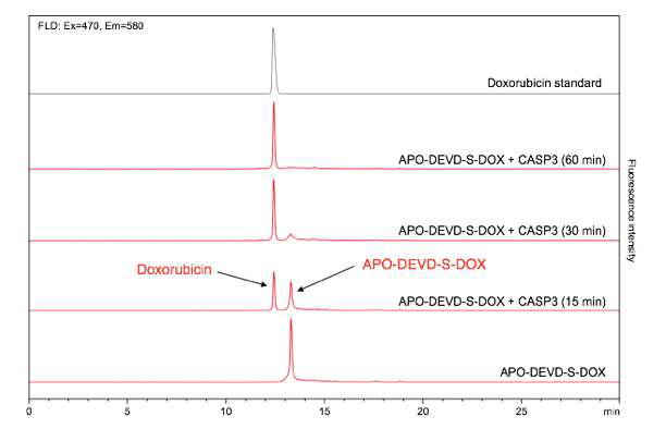 Caspase-3를 통한 APO-DEVD-DOX의 활성화