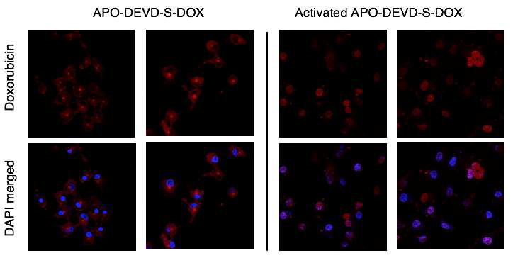 MDA-MB-231에서의 APO-DEVD-DOX의 caspase에 의한 활성화 전후 세포내로의 유입