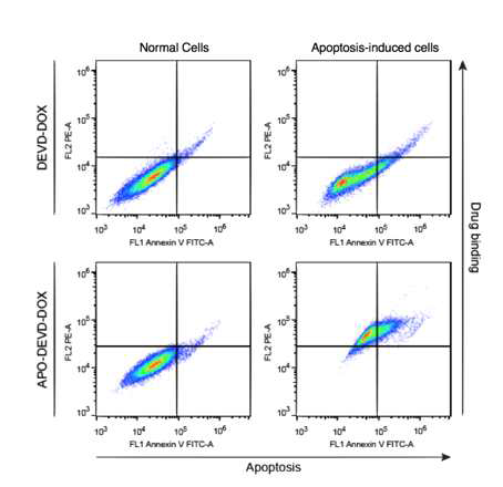APO-DEVD-DOX의 세포사멸이 일어난 MDA-MB-231 세포 표면으로의 결합 평가