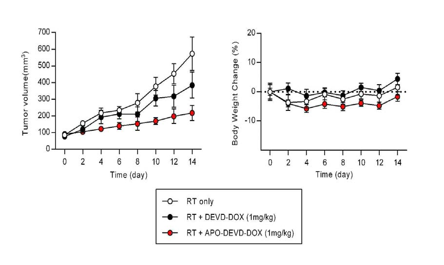 APO-DEVD-DOX와 방사선치료 병용 시 MDA-MB-231 xenograft 모델에서의 항암효능 및 몸무게 변화 추이