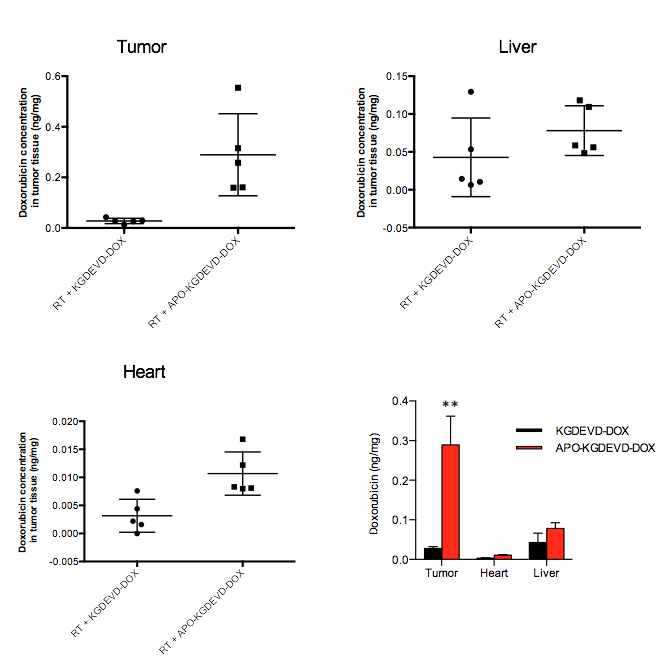 MDA-MB-231 xenograft 모델에서의 APO-DEVD-DOX의 종양 표적능 및 조직 내 free doxorubicin 정량 분석 결과