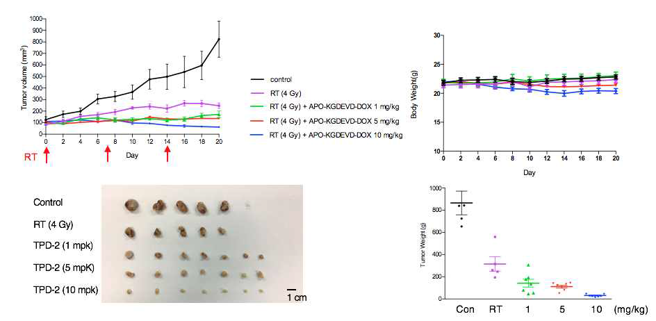 APO-DEVD-DOX와 방사선치료 병용 시 MDA-MB-231 xenograft 모델에서의 용량의존적 항암효능 및 몸무게 변화 추이