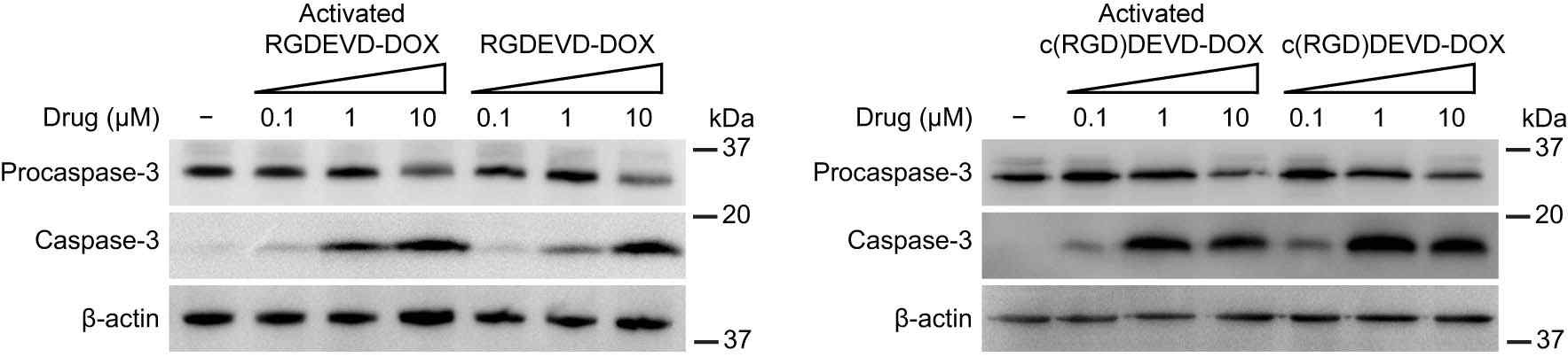 U-87 MG에서의 후보물질 2종과 각각 활성물질에 의한 caspase-3의 발현 정도