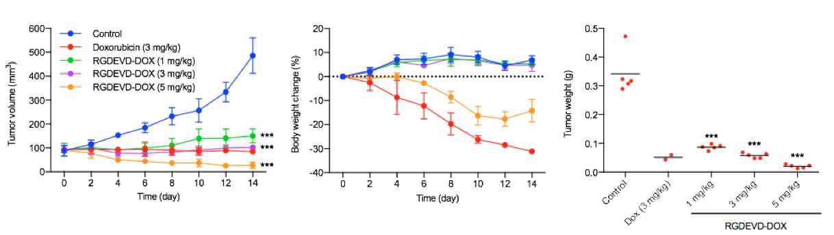 U-87 MG xenograft 에서의 RGDEVD-DOX의 용량의존적 항암 효과 평가