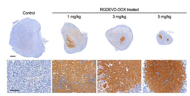 RGDEVD-DOX 투여 시 U87 MG xenograft 모델에서의 caspase3의 발현 정도