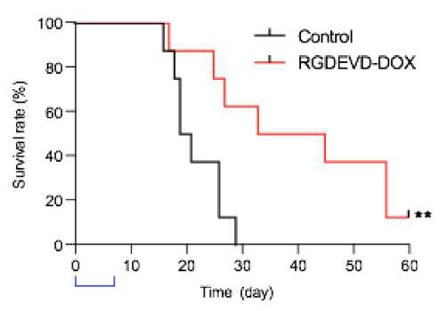 4T1-luc 전이 암 모델에서의 RGDEVD-DOX의 항암 효과와 생존률 증가 평가