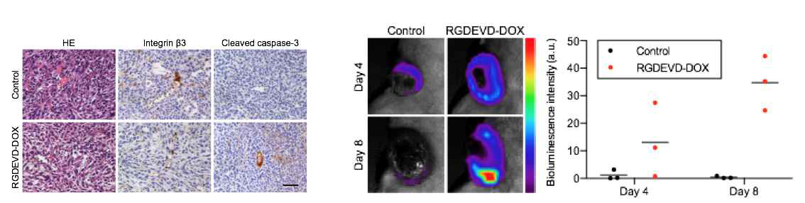 4T1-luc 전이 암 모델에서의 RGDEVD-DOX에 의한 caspase-3 과발현 평가