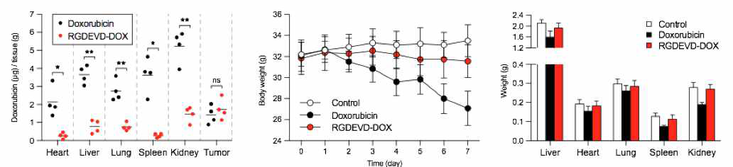 U87 MG xenograft 모델에서의 RGDEVD-DOX의 종양 표적능 및 조직 내 free doxorubicin 정량 분석 결과