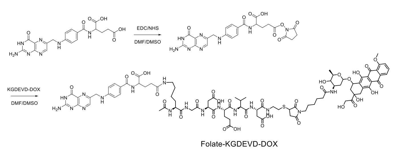 Folate-DEVD-DOX의 합성 모식도
