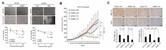 MEL-18에 의한 항HER2 항암제 반응성 연구 (JNCI, in press)