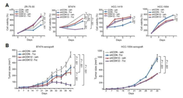CDK12에 의한 항HER2 항암제 반응성 연구