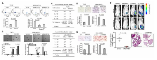 삼중음성유방암에서 SMYD3의 역할 연구 (Nat Cell Biol, submitted)