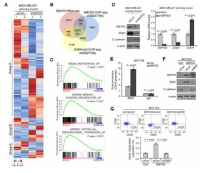 SMYD3에 의한 암줄기세포 및 유방암 전이 조절 기전 연구 (Nat Cell Biol, submitted)