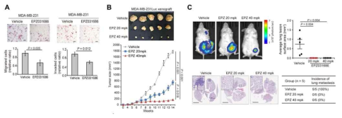 SMYD3의 삼중음성 유방암 치료 적응증 검증 연구 (Nat Cell Biol, submitted)