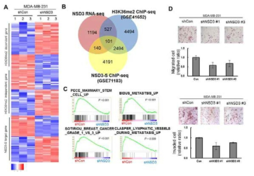 NSD3의한 암줄기세포 및 유방암 전이 조절 기전 연구
