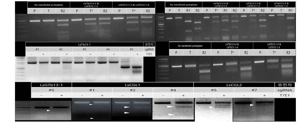CRISPR/Cas9을 이용해 편집이 확인된 상추 GT 유전자들 (P; protoplast, T; T7E1, R; RGEN)