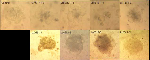 In vivo 유전체편집 후 micro-calli로 분화 중인 protoplast들