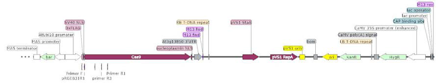 A. tumefaciens (GV3101)로 청상추에 전달한 hCas9 발현vector