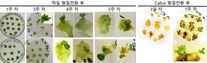 hCas9을 발현하는 A. tumefaciens를 접종한 상추의 떡잎과 callus
